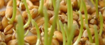 Польза проростков