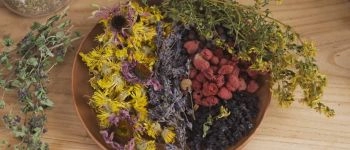 Сбор и заготовка лекарственных трав: как сохранить летнюю пользу на весь год