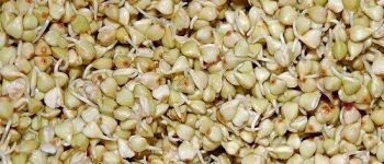 Сравнение проращивателей